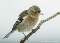/album/vogels-van-jacques/huvaere-17-jpg/